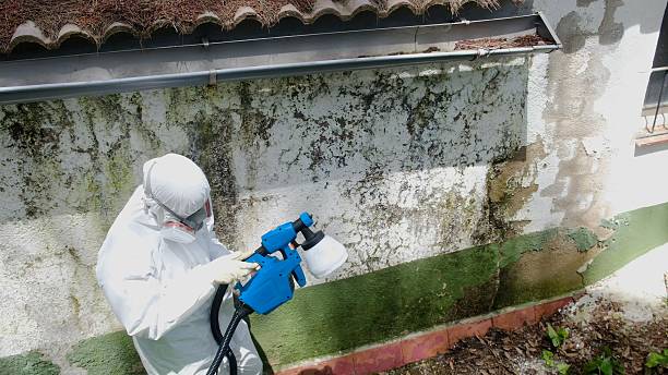 Top rated local Mold Remediation specialists in Lyons, GA